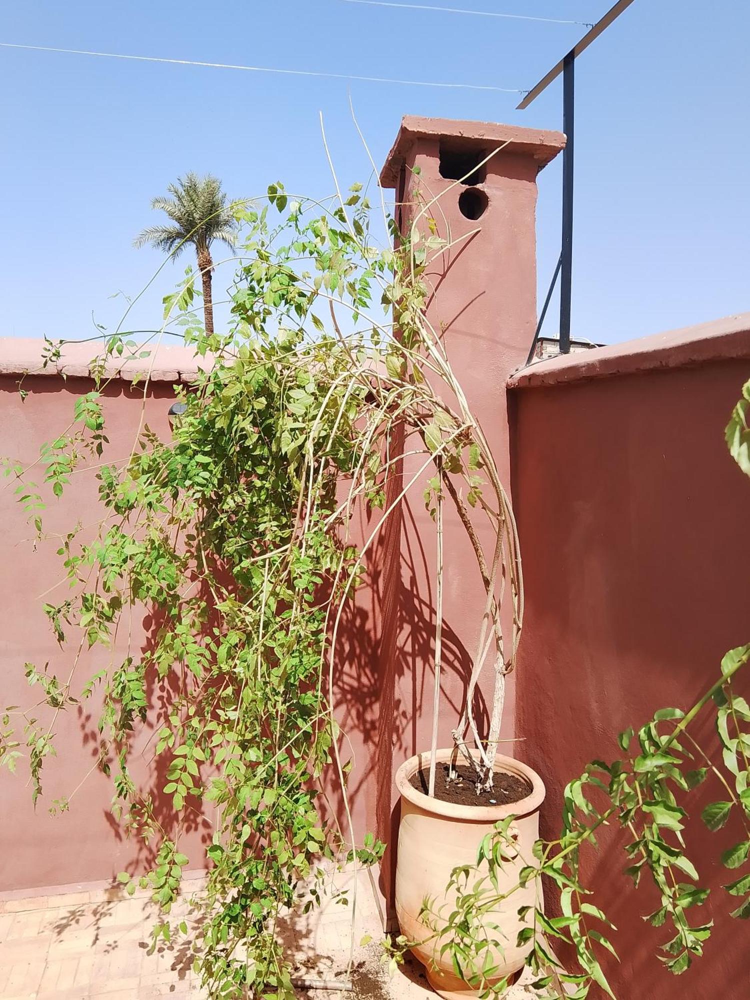 Riad Paquerette Марракеш Экстерьер фото